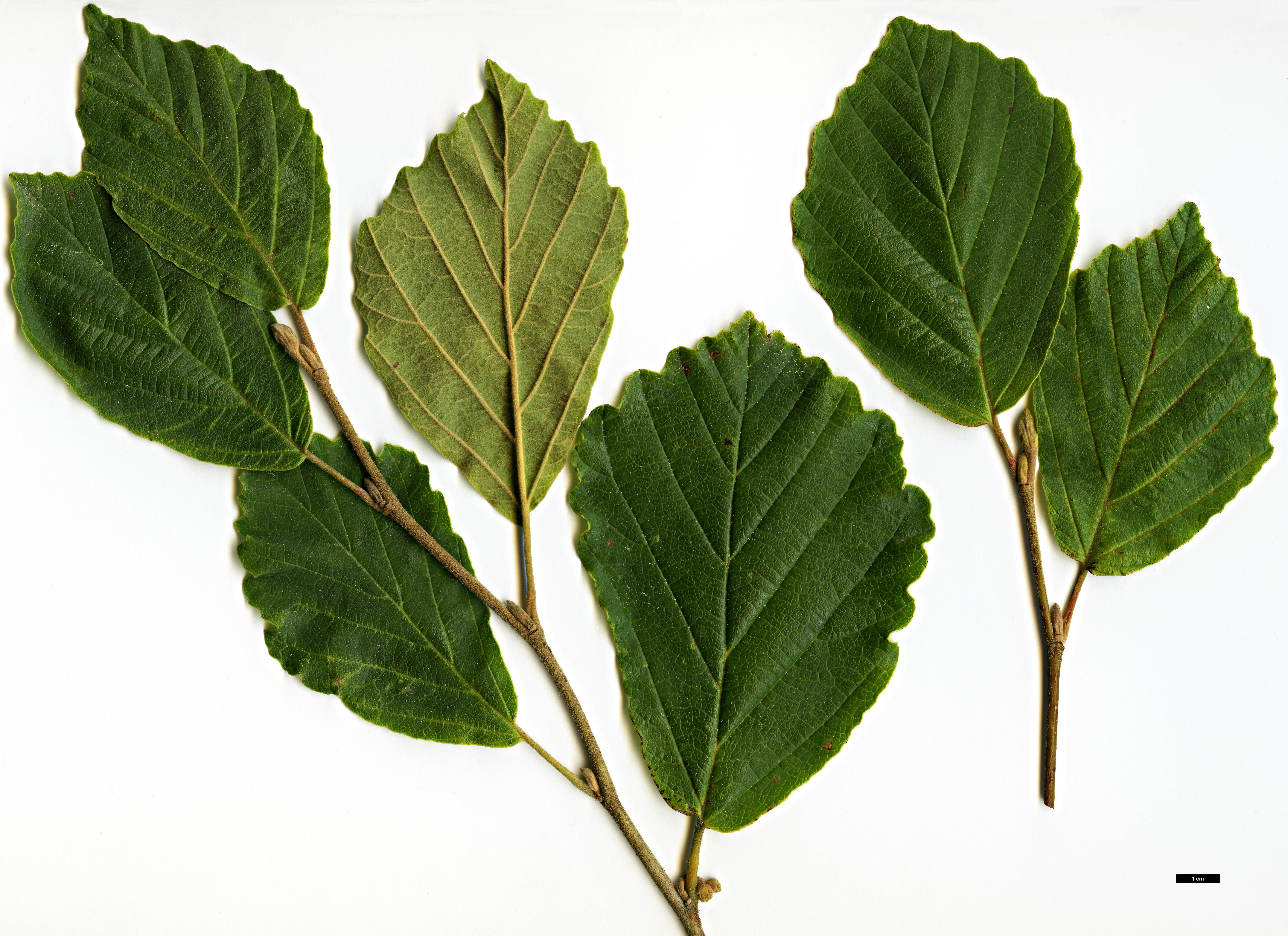 High resolution image: Family: Hamamelidaceae - Genus: Hamamelis - Taxon: japonica × H.vernalis
